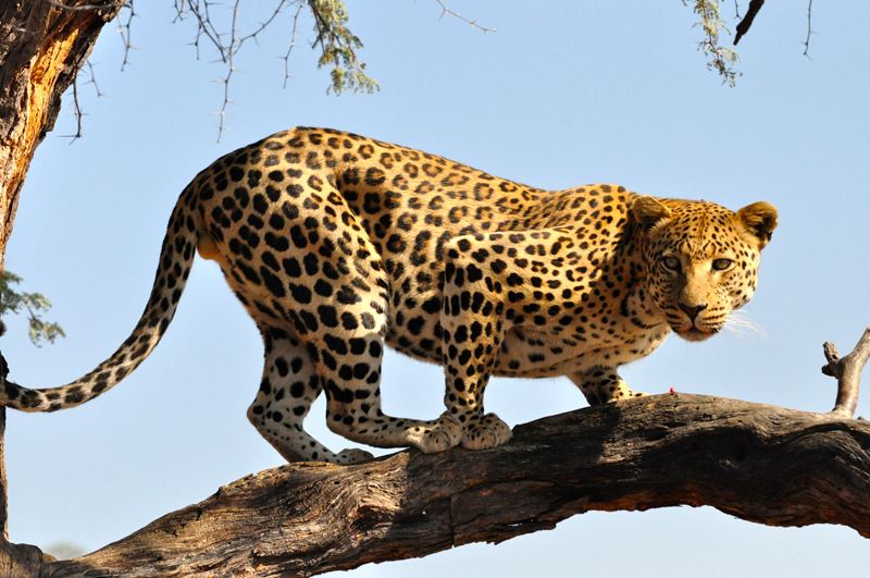 Etosha