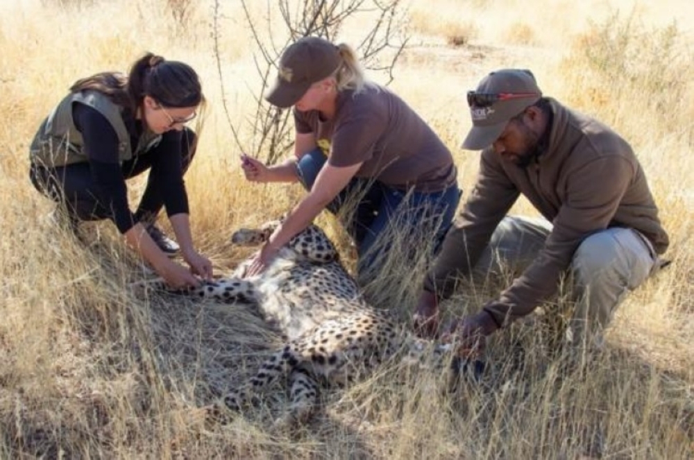 Namibian cheetahs ready for their international trip Image - Tourismus Namibia